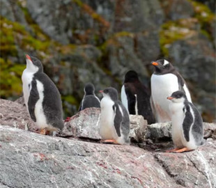 Українські полярники показали пташенят субантарктичних пінгвінів