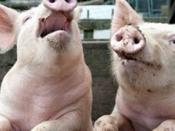 Революційний експеримент: вчені «оживили» клітини мертвих свиней