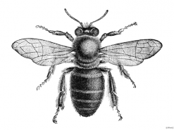 Из живых пчел ученые создают сеть Интернета вещей