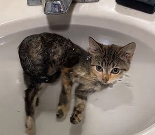 Водолюбивый котенок удивил Сеть