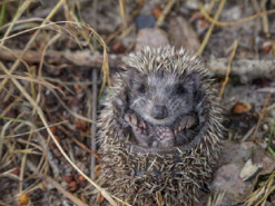 Минута доброты: в Днепре фотохудожник устроил фотосессию маленькому ёжику