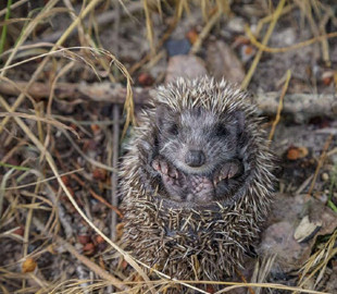 Минута доброты: в Днепре фотохудожник устроил фотосессию маленькому ёжику