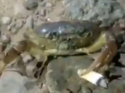 Краб-курильщик рассмешил интернет-пользователей