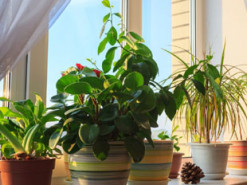 Названі найнебезпечніші для здоров’я людини кімнатні рослини