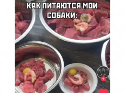В России обругали блогера, которая кормит собак говядиной: это могут увидеть пенсионеры