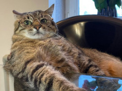 Відомий харківській блогер кіт Степан займається волонтерством у Франції