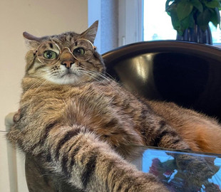 Відомий харківській блогер кіт Степан займається волонтерством у Франції