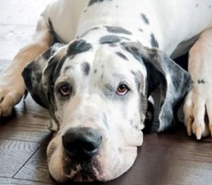 Большой дог не смог уместиться в кресле и перевернул его