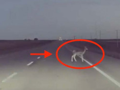 Автопилот Tesla стал агрессивнее маневрировать, чтобы избежать столкновения