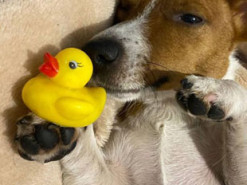 Ніжилися в ліжку: пес Патрон показав свою улюблену качечку, з якою спить