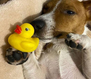 Ніжилися в ліжку: пес Патрон показав свою улюблену качечку, з якою спить