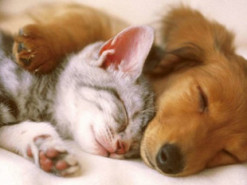 В Україні з’являться електронні ветпаспорти - що треба знати власникам домашніх тварин