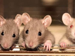 Ученые провели самый необычный эксперимент с крысами