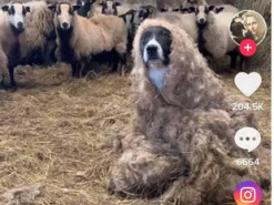 Пес замаскировался под овцу и пробрался в стадо. Вирусное видео