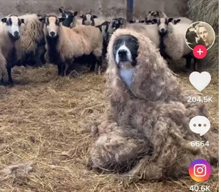 Пес замаскировался под овцу и пробрался в стадо. Вирусное видео