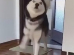 Хаски скопировал походку известного боксера