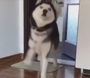 Хаски скопировал походку известного боксера