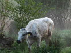 Facebook забороняв фотографу розміщувати рекламу: платформа вважала знімки корів і будівель «сексуально відвертими»