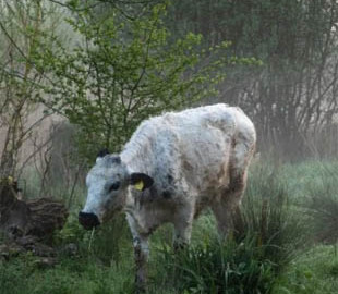 Facebook забороняв фотографу розміщувати рекламу: платформа вважала знімки корів і будівель «сексуально відвертими»