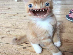 Художница так жутко фотошопит животных, что оторопь берет