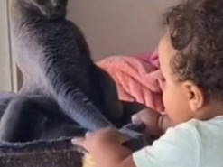 Эмоциональная реакция кота на ребёнка заставила Сеть хохотать