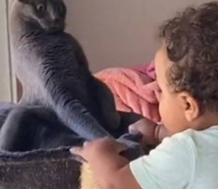 Эмоциональная реакция кота на ребёнка заставила Сеть хохотать