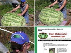 Заплутались у кавунах: МЗС проілюструвало новину про родючу Херсонщину фотографією із США