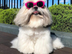 Собака покоряет Сеть стильными образами