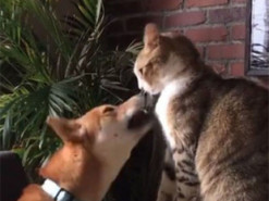 Пес упал со стула из-за шустрой кошки: курьезный момент попал на видео