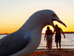 Чайка испортила романтическое видео на пляже - такого вторжения пара не ждала