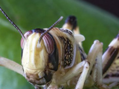 Ученые создали насекомых-киборгов, которые умеют выявлять раковые клетки