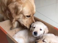 Сеть насмешила реакция золотистого ретривера на появление в доме щенков
