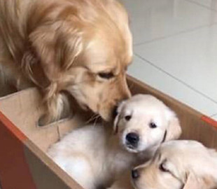 Сеть насмешила реакция золотистого ретривера на появление в доме щенков