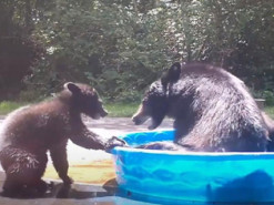 Медведица с малышом решили охладиться в детском бассейне и развеселили Сеть