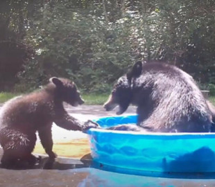 Медведица с малышом решили охладиться в детском бассейне и развеселили Сеть