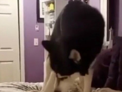 Хаски ополчился на свой хвост: в Сети набирает популярность смешной ролик