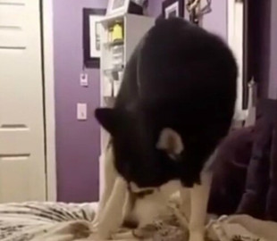 Хаски ополчился на свой хвост: в Сети набирает популярность смешной ролик