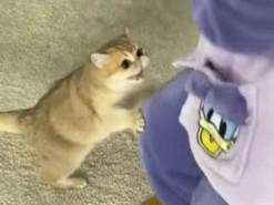 Смешная реакция кошки на танцы хозяйки попала на видео