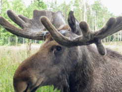 Сеть позабавил лось-футболист