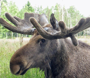 Сеть позабавил лось-футболист