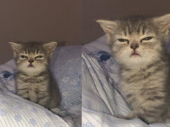 Котенок с осуждающим взглядом прославился на весь мир