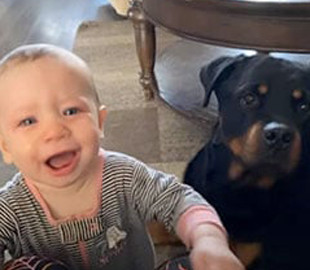 Успокаивающий ребенка ротвейлер стал звездой Сети