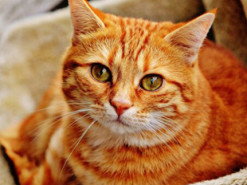 Говорящий кот попросил хозяина открыть ему дверь и стал звездой сети