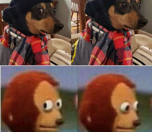 Пользователи сети решили показать, на кого похожи их собаки: курьезные фото