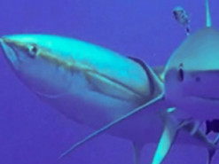 Унікальна косметологічна процедура. Тунець використовує акул як скраб