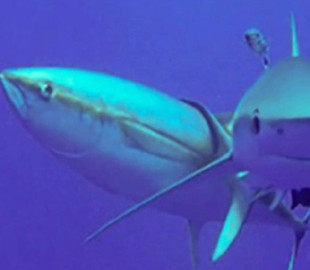 Унікальна косметологічна процедура. Тунець використовує акул як скраб