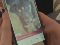 В Литве появился Tinder для знакомства с собаками