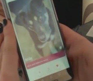 В Литве появился Tinder для знакомства с собаками