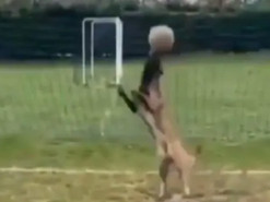 Пес-футболист попал на видео