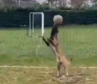 Пес-футболист попал на видео